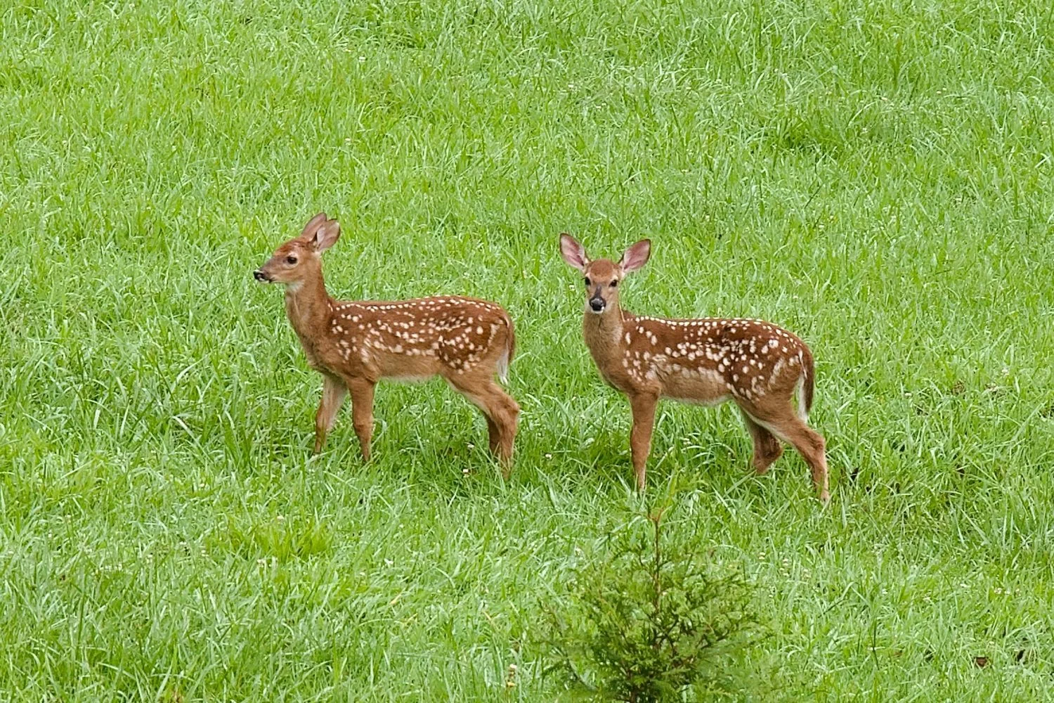 Deer grazing together in the farm meadow